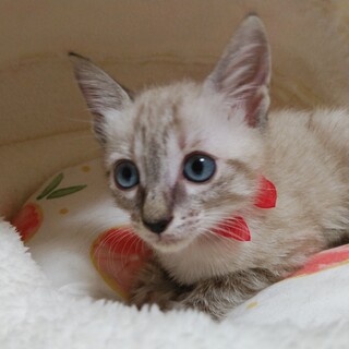 生き残った2兄弟、こう君とゆき君