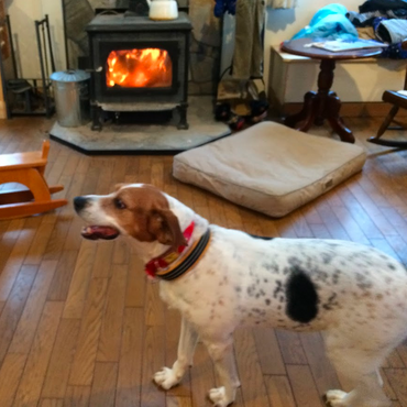 里親希望者が現れて、ずっとのおうちが見つかりました！　スキー場近くの素敵な大家族です。