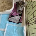 生後2カ月前後の甘えんぼのオス猫くんです⭐️