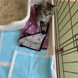 生後2カ月前後の甘えんぼのオス猫くんです⭐️