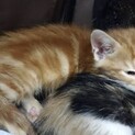 茶トラ渦巻模様の子猫です♪♪(募集一時停止)