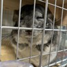 かいまら
