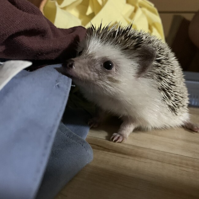 かいまらのカバー写真