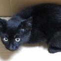 至急　生後3ヶ月の黒猫ちゃん