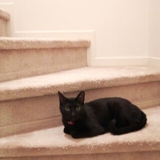 強面だけど心優しい黒猫君