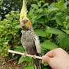 癒し屋 さん