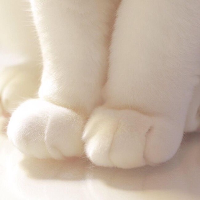 いち・にののカバー写真