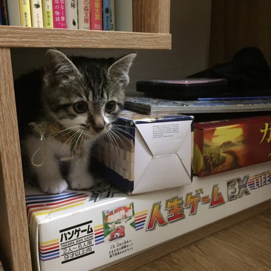 マフラーのカバー写真