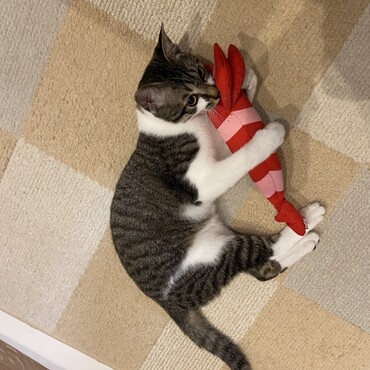 よく見ると穴だらけのエビ