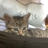 8まる