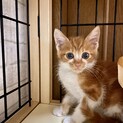 おめめクリクリちょっぴりシャイなさくくん❤️