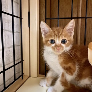 おめめクリクリちょっぴりシャイなさくくん❤️