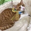 甘え下手なエム君