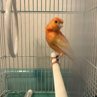 オスのカナリヤ