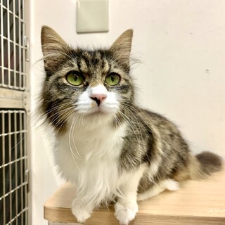 ★懐っこさ満点★グリーンの瞳の長毛ママちゃん