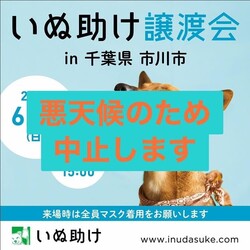 いぬ助け　譲渡会　in 千葉県市川市　6月28日（日）