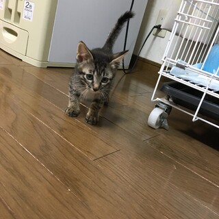 甘えん坊のキジトラくん家族が決まりました。