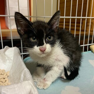 子猫の里親様を探してます