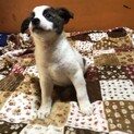 募集をストップします。