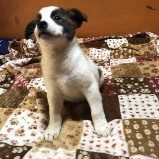 募集をストップします。