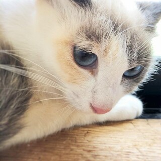 青い瞳の可愛すぎるパステル三毛ちゃん