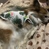 熟睡中