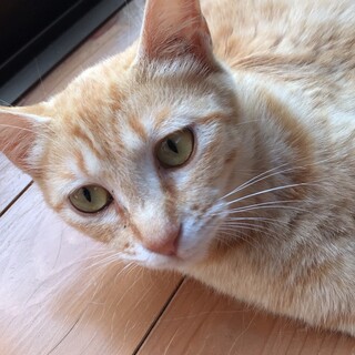 全身茶トラの綺麗な女の子♪