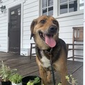 ビーグルmix  ビンクス♂