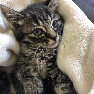 もふもふ半長毛シャイなきじとらの美少年ルーク