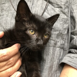真っ黒くろすけのメイちゃん