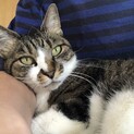 エイズキャリアの元気な超絶甘えん坊　サクちゃん