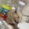 胡麻太郎
