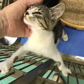 ごろすり甘えんぼ／動画あり