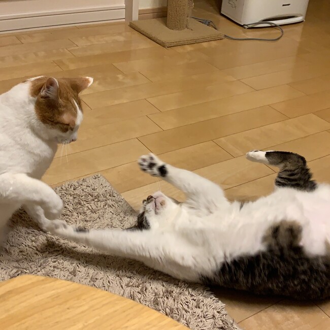 JUNKO1226のカバー写真