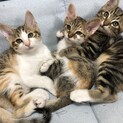 4月18日生まれの3匹の子猫の里親さん募集
