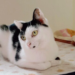 ◎控え目な美猫の白黒ちゃん