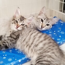 猫ちゃんが家族になりました