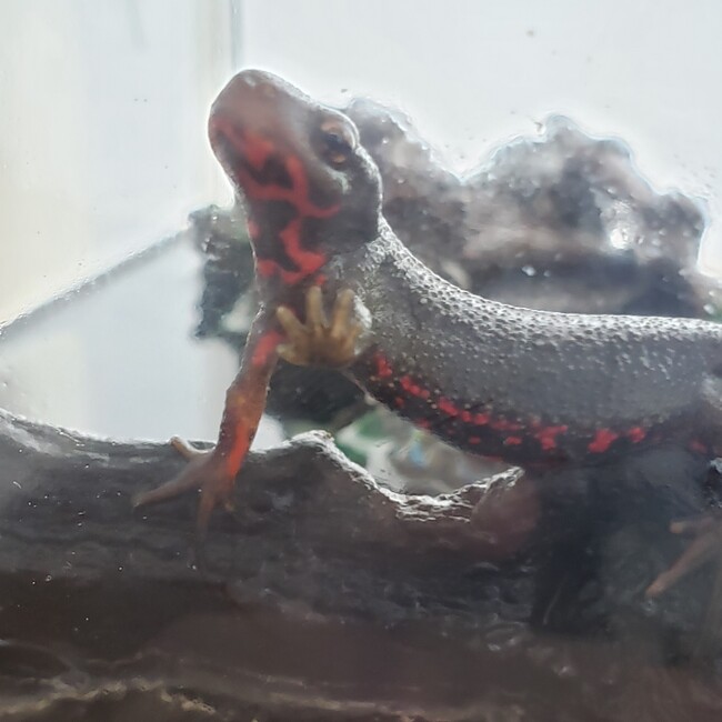 味噌漬けのカバー写真