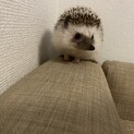ハリネズミのハリー