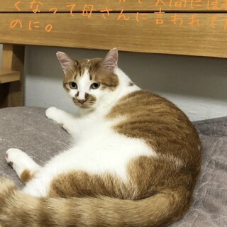 温厚男子3才　お見合い可能です❣️