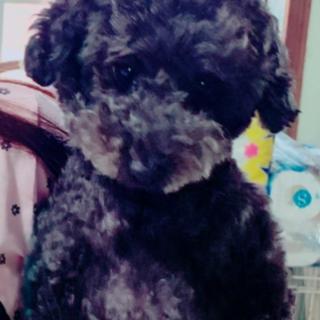 お利口な黒プードル♡