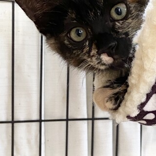 さび猫4ヶ月8/8Terra里親会に参加❣️
