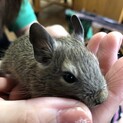 5月11日生まれデグーマウス