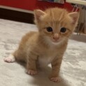 里親募集中です‼︎