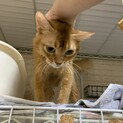 ずっとのお家を募集中