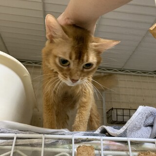 ずっとのお家を募集中