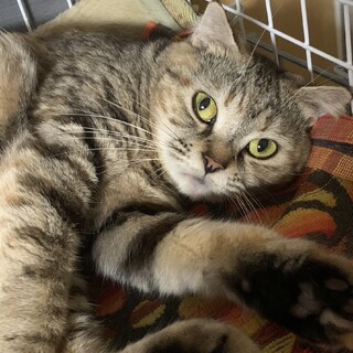 ずっとのお家を募集中