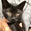 真っ黒くろすけのサツキちゃん