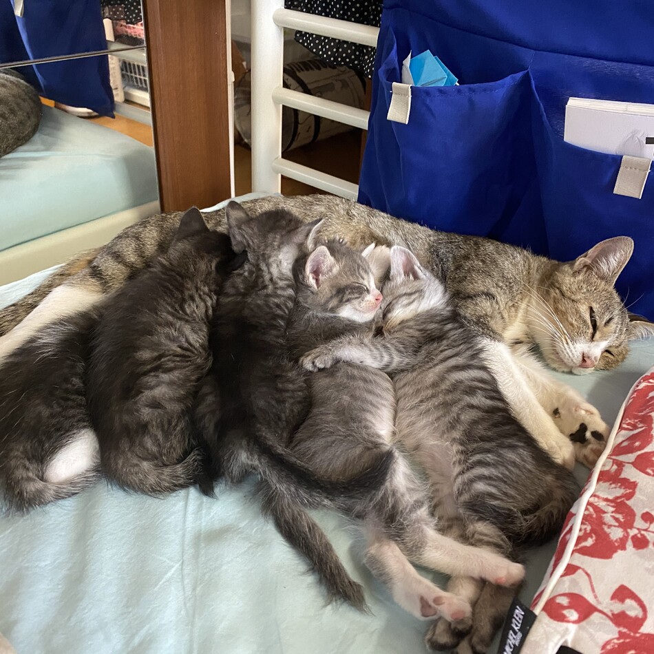 さくらこのカバー写真