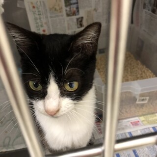 ほっかむりをしたような女の子〝ミーシャちゃん〟♪